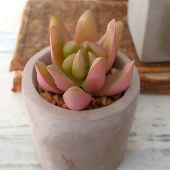 2 Small Fake Succulent Cactus potted plants - Picture 6 of 9